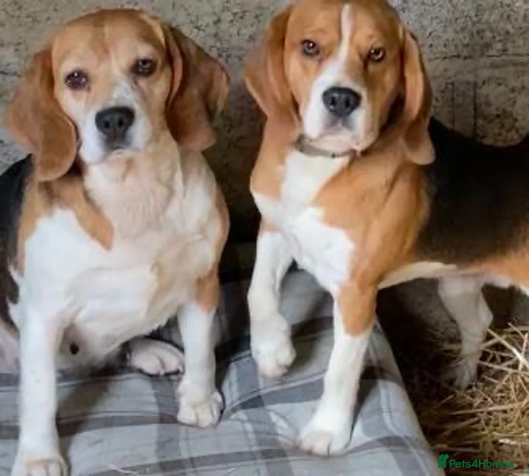 Beagle dogs for sale: Beautiful Pedigree Beagle Puppies, Ready Now  - Advert 2