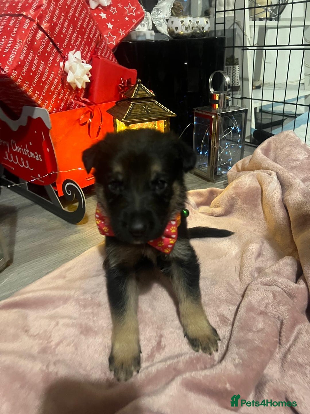German Shepherd dogs for sale: Lovely shepherds  - Advert 13
