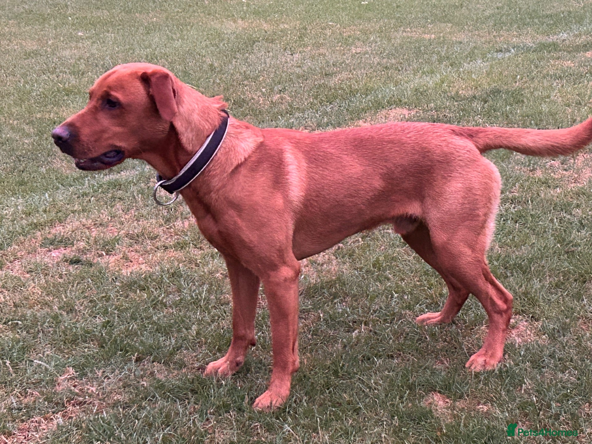 Labrador Retriever dogs for stud: Fox red Labrador  - Advert 1