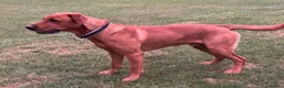 Labrador Retriever dogs for stud: Fox red Labrador  in Preston - Advert 1