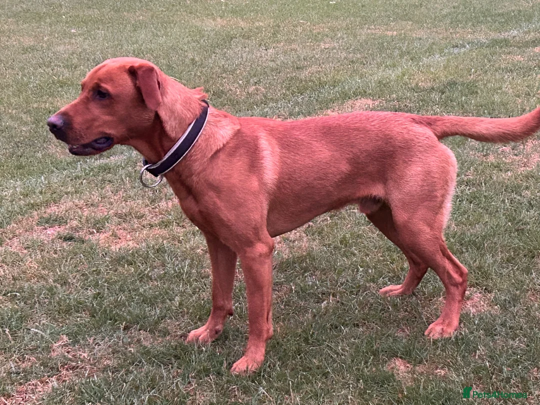 Labrador Retriever dogs for stud: Fox red Labrador  in Preston - Advert 1