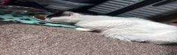 Turkish Van cats for sale: Beautiful oreo needing new home  - Advert 2
