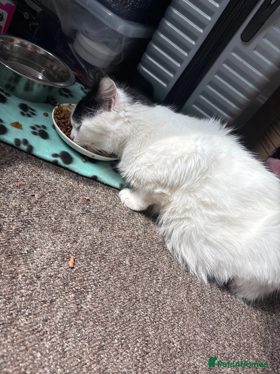 Turkish Van cats for sale: Beautiful oreo needing new home  - Advert 2