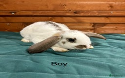 Mini Lion Lop rabbits for sale: Stunning mini lion lops - Image 7