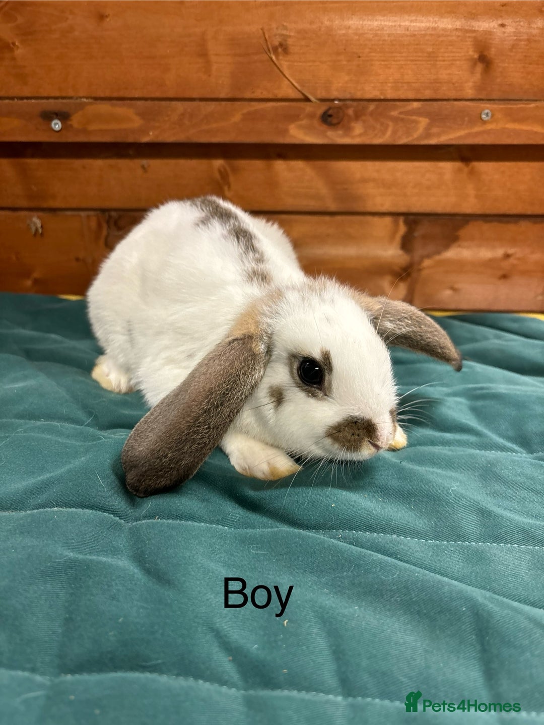 Mini Lion Lop rabbits for sale: Stunning mini lion lops - Image 7
