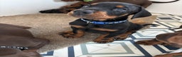 Dobermann dogs for sale: KC champion bloodline Doberman pups  - Advert 6
