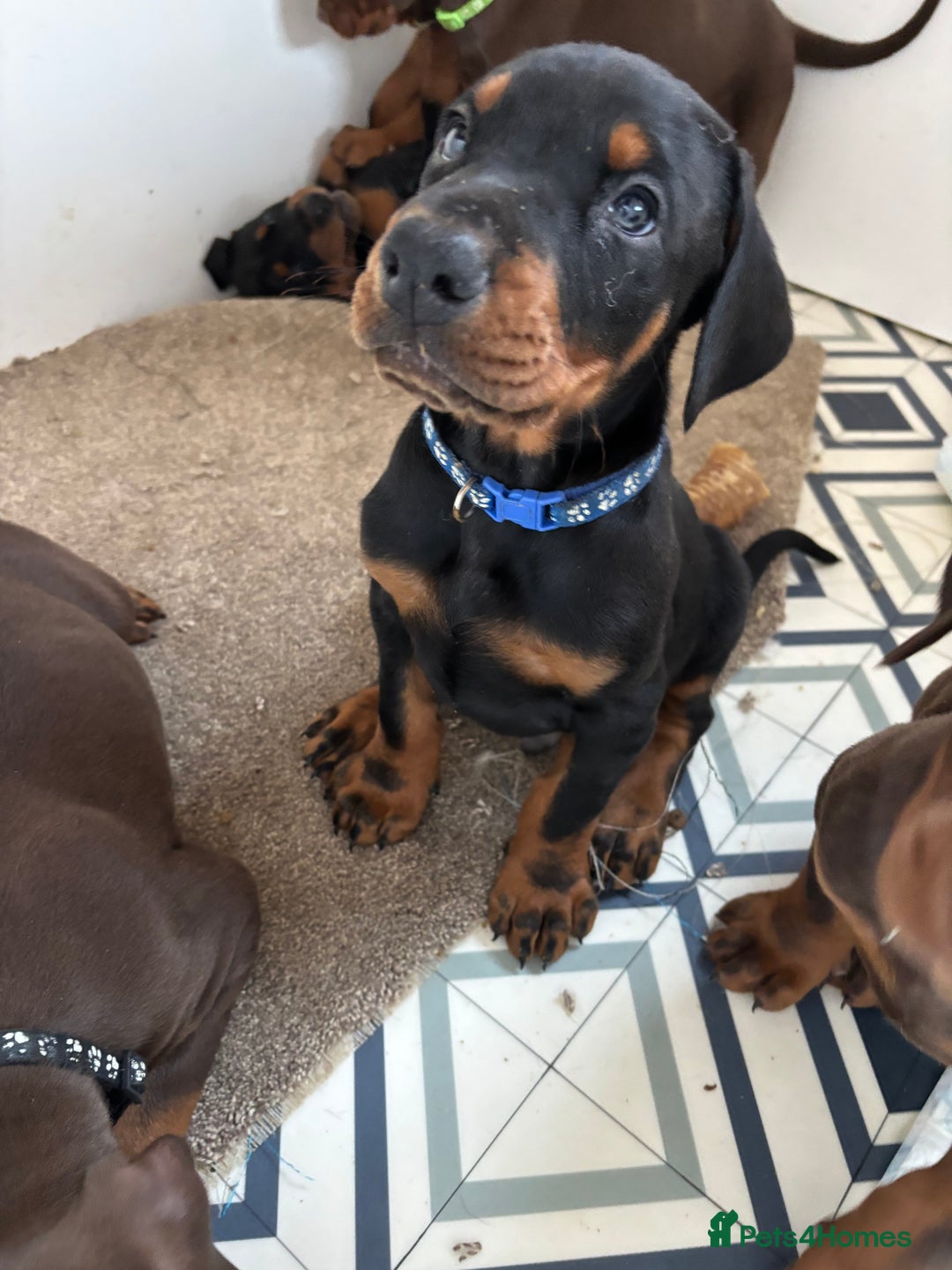 Dobermann dogs for sale: KC champion bloodline Doberman pups  - Advert 6