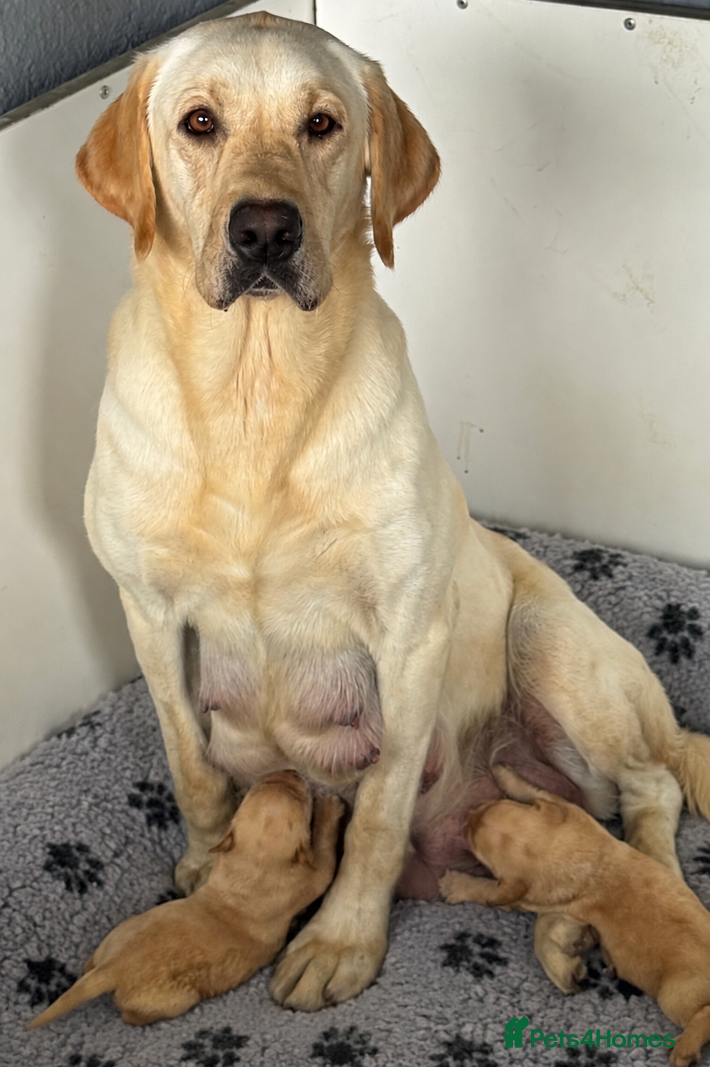 Labrador Retriever dogs KC Litter of Labradors  - Advert 2