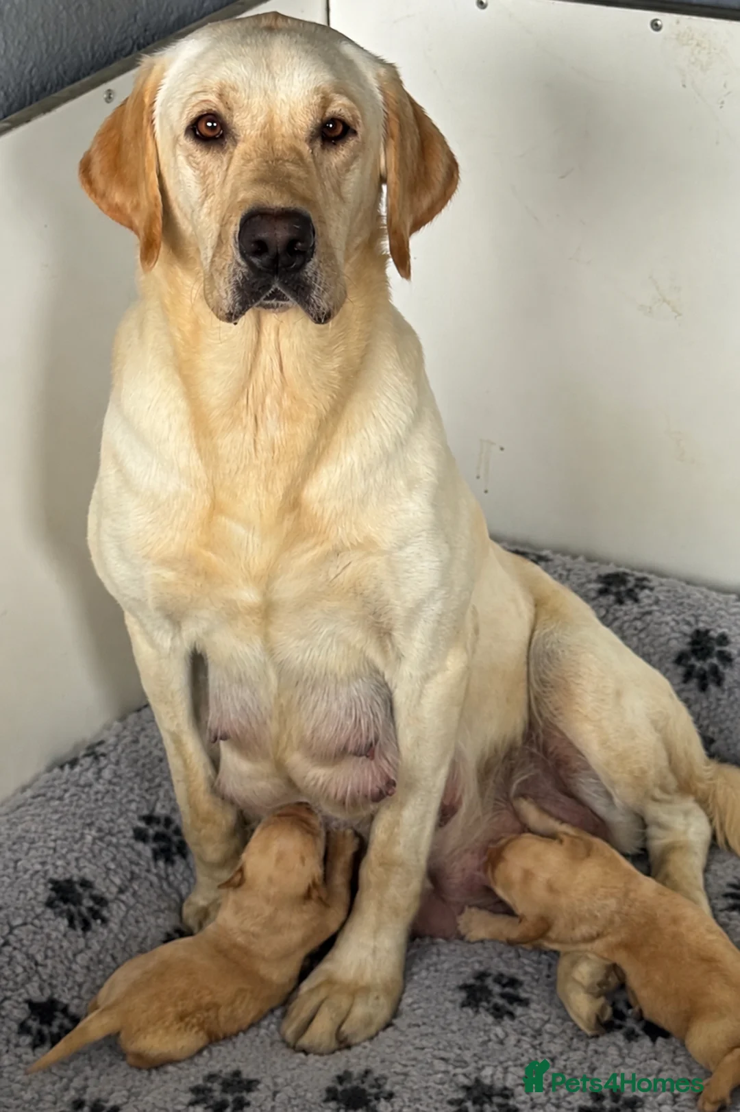 Labrador Retriever dogs for sale: KC Litter of Labradors  - Advert 2