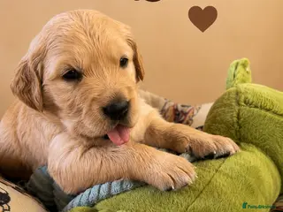 Golden Retriever dogs for sale: KC Registered Golden Retriever Puppies - Advert 3
