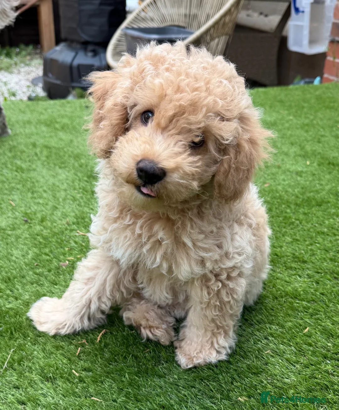 Maltipoo dogs for sale: Adorable F1B Maltipoo Puppy / 1 boy left / reduced - Advert 1