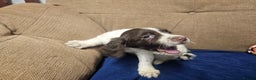 English Springer Spaniel dogs for sale: Working Springer Spaniel Pups L/w - Advert 9