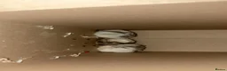 Hamster rodents for sale: Hamsters  in Exmouth - Advert 2