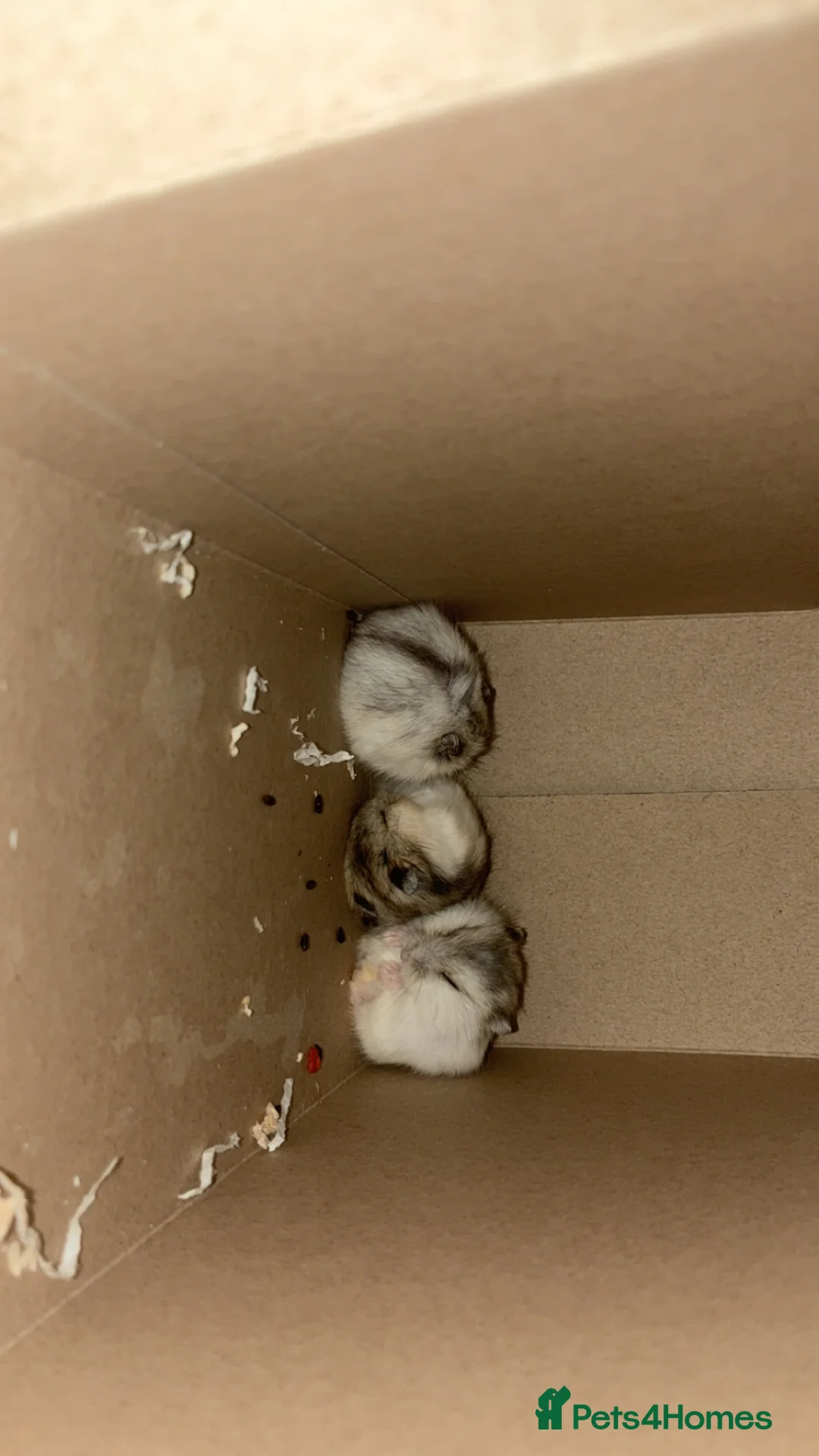 Hamster rodents for sale: Hamsters  in Exmouth - Advert 2