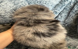 Pomeranian dogs for sale: Very adorable Pomeranian Puppies - Image 18