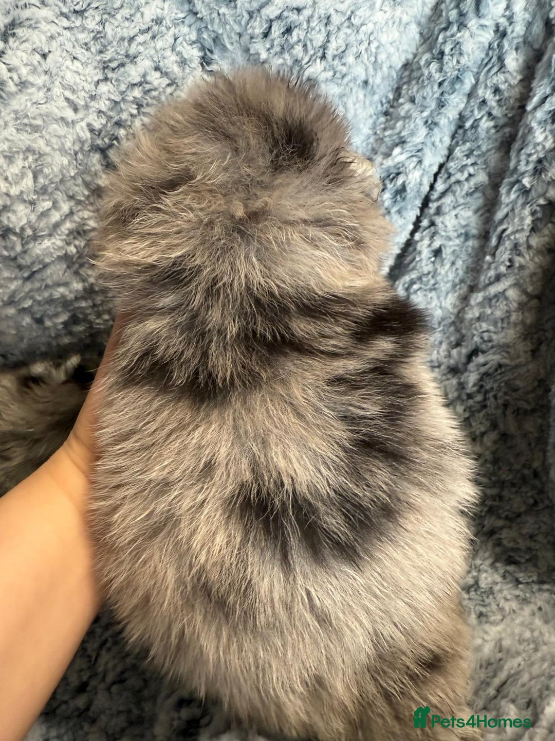 Pomeranian dogs for sale: Very adorable Pomeranian Puppies - Image 18