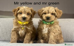 Maltipoo dogs for sale: STUNNING BOYS AND GIRL. DNA TESTED CLEAR FATHER - Image 3