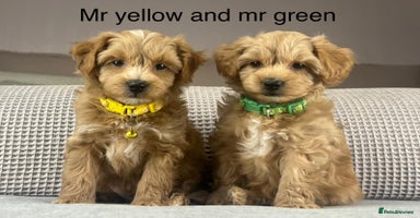 Maltipoo dogs - Advert 2