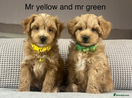 Maltipoo dogs - Advert 2