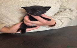 Domestic Shorthair cats for sale: Kittens - Image 1