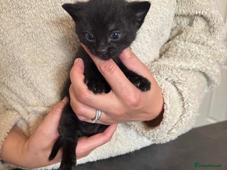 Domestic Shorthair cats - Advert 39