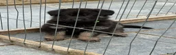 German Shepherd dogs for sale: German Shepard Pups - Ready to leave now! in Goole - Advert 14