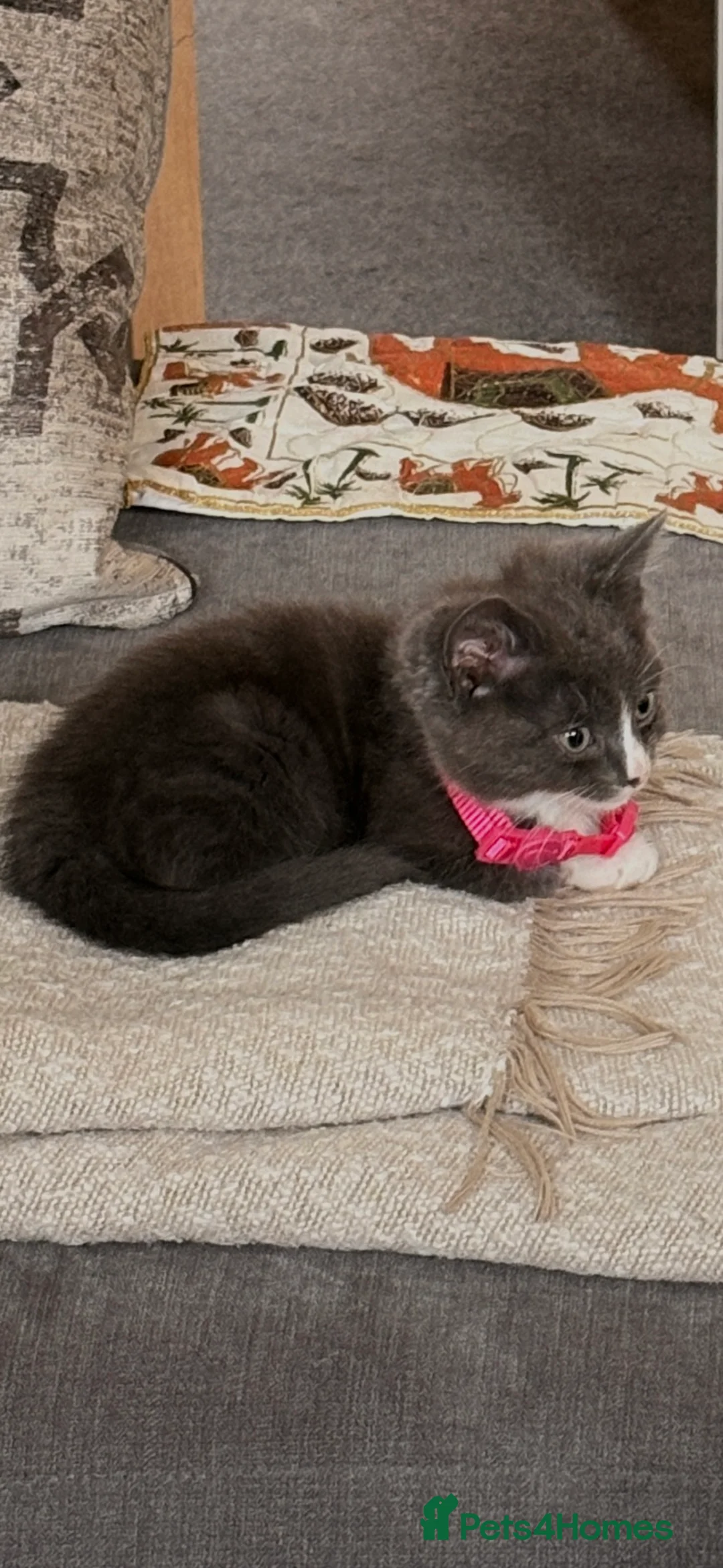 Mixed Breed cats for sale: Beautiful grey female kitten for sale  - Advert 2
