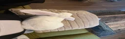 Mixed Breed rabbits for sale: Mixed Breed Rabbits for Sale in Cannock - Advert 8