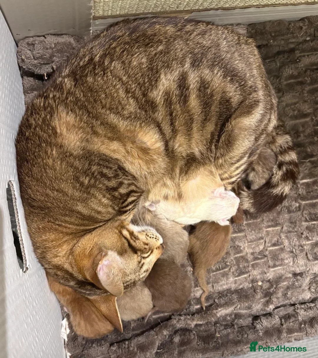 Oriental cats for sale: GCCF Oriental Kittens  in Stratford-upon-Avon - Advert 1