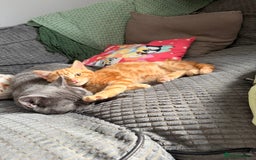 British Shorthair cats for sale: Two Beautiful Kiitens - blue sh & ginger tabby  - Image 7