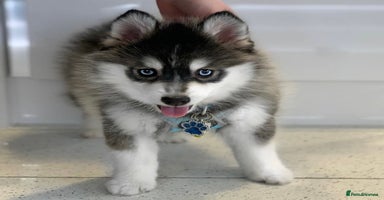 Pomsky dogs - Advert 1