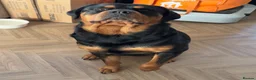 Rottweiler dogs for stud: Roscoe - Advert 1
