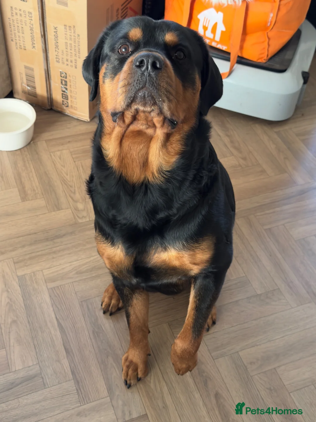 Rottweiler dogs for stud: Roscoe - Advert 1