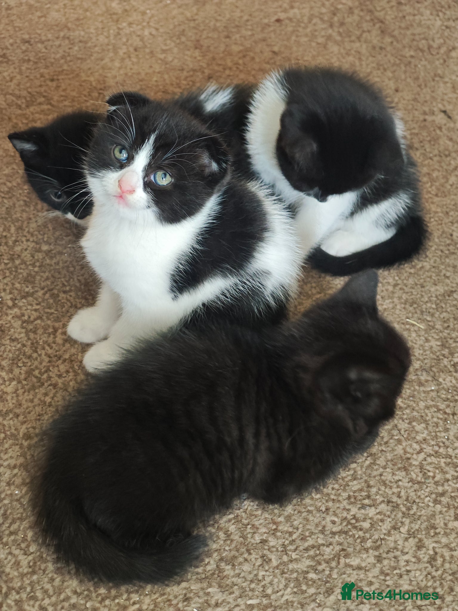 Scottish Fold cats Scotish fold/british short - Advert 3