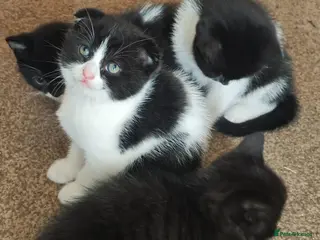 Scottish Fold cats Scotish fold/british short - Advert 3