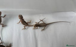 Bearded Dragon reptiles for sale: Baby beardies - Image 16