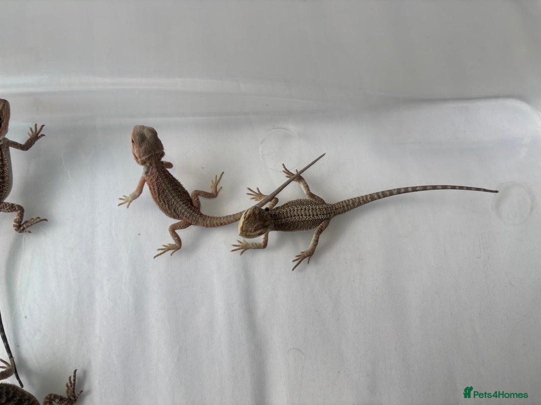 Bearded Dragon reptiles for sale: Baby beardies - Image 16