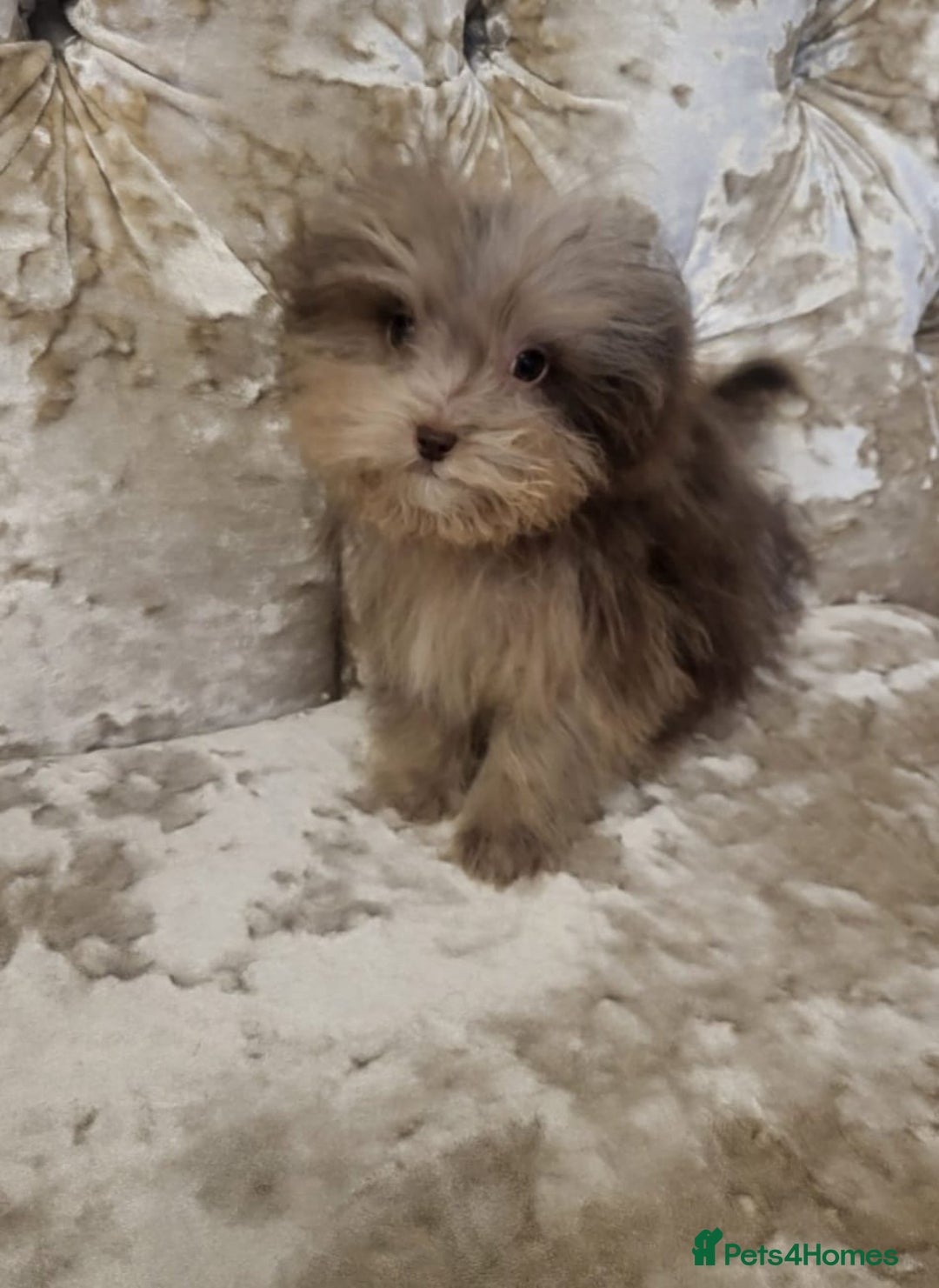 Toy Poodle dogs for sale: Asian toy poodles  - Advert 1