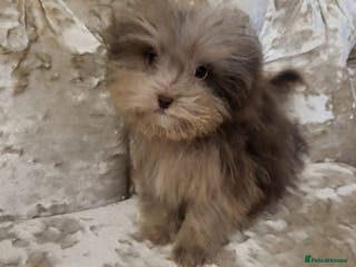 Toy Poodle dogs Asian toy poodles - Advert 10