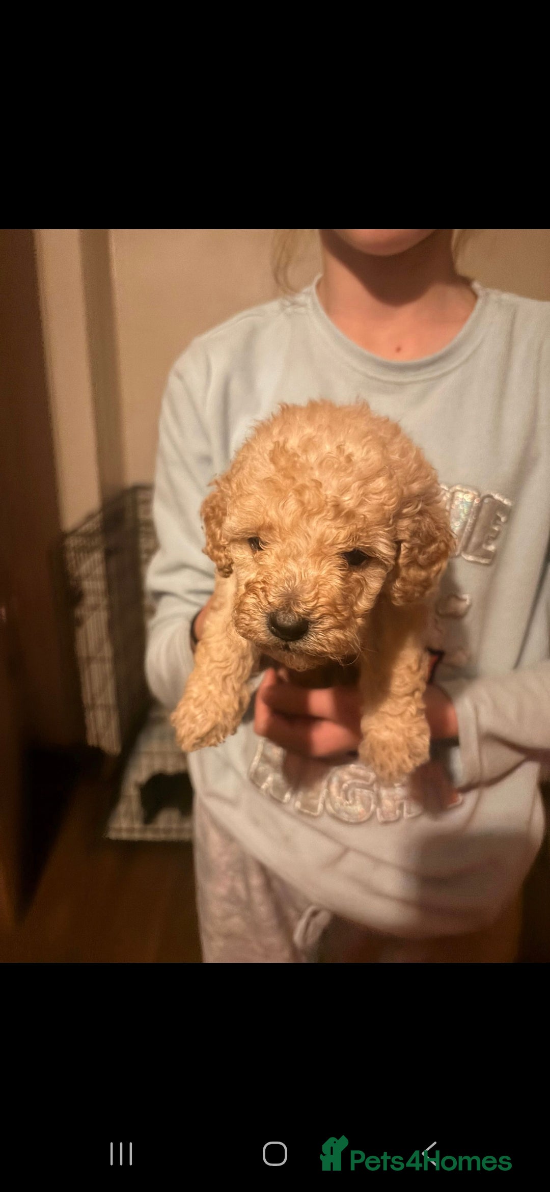 Miniature Poodle dogs for sale: Miniature poodles, beautiful lovley poodles - Image 1