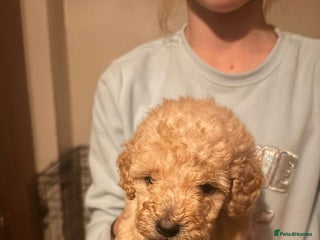 Miniature Poodle dogs - Advert 4
