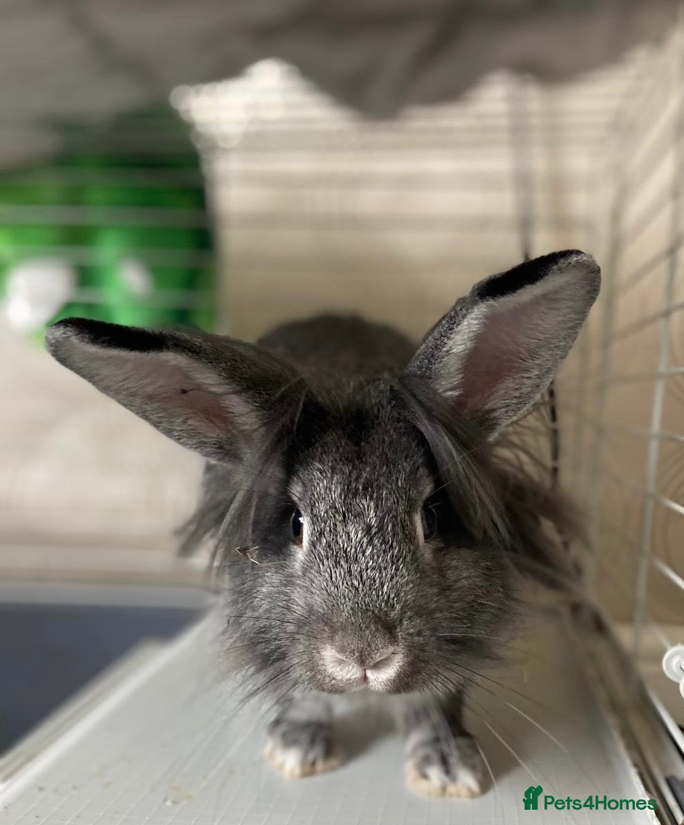 Mixed Breed rabbits Grey & white speckled lop/lionhead - Advert 2
