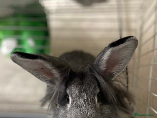 Mixed Breed rabbits Grey & white speckled lop/lionhead - Advert 2