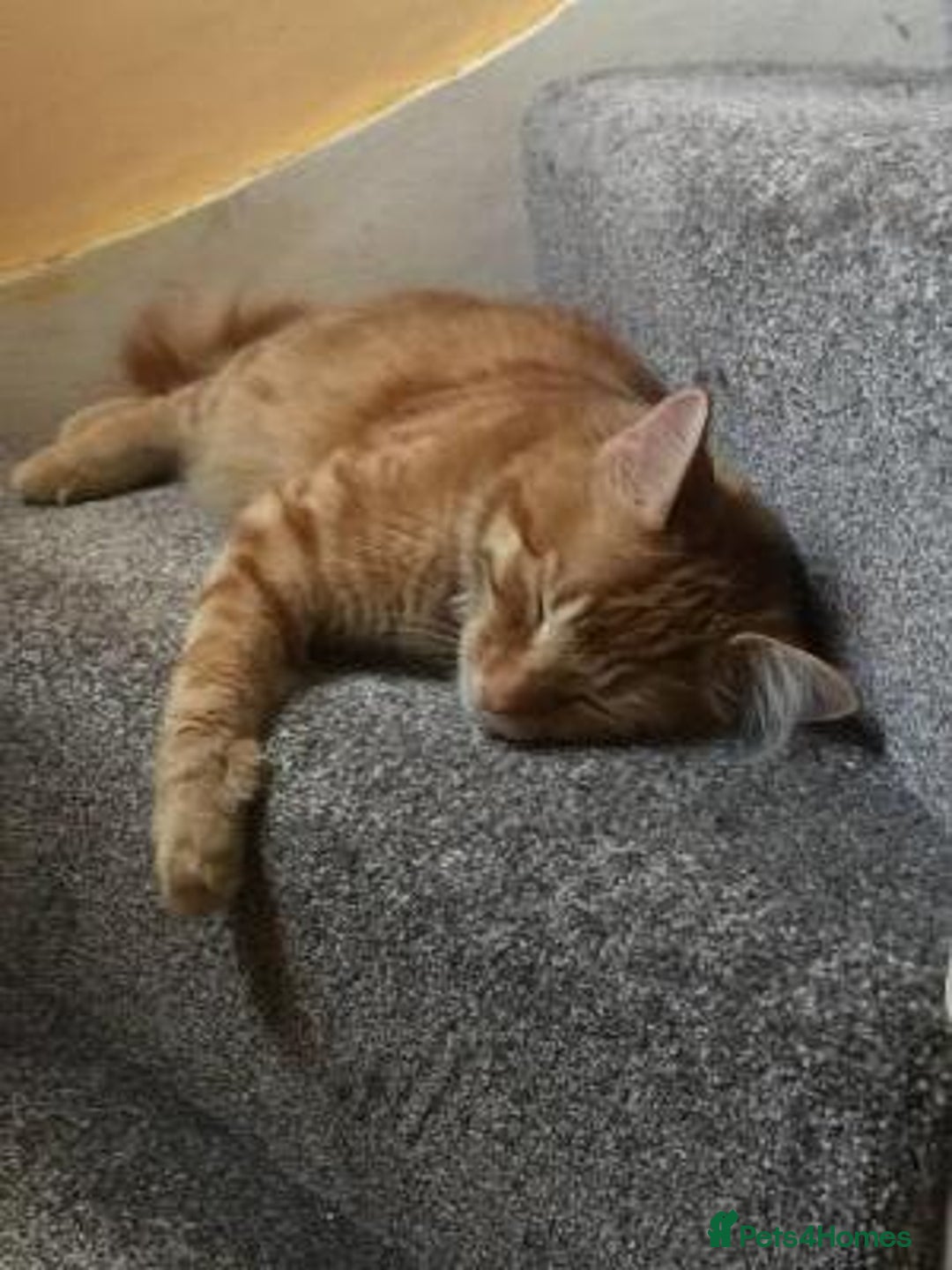 British Longhair cats for sale: Beautiful Ginger Male Cat - Gus - Advert 8