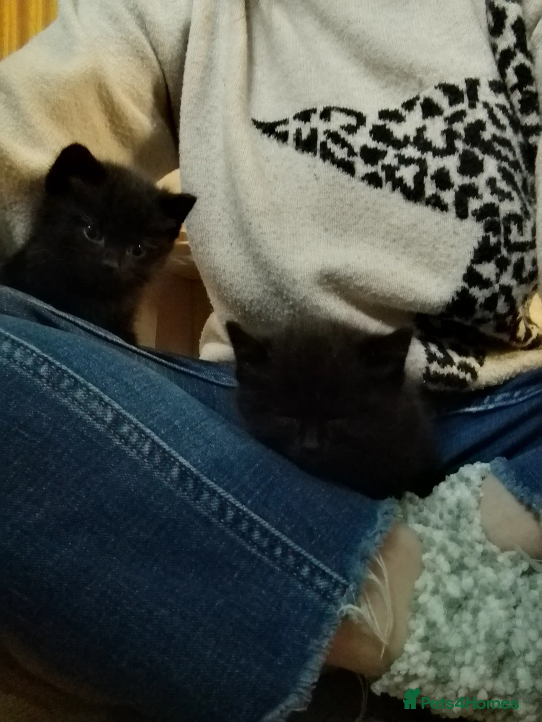 Mixed Breed cats for sale: Beautiful kittens  - Advert 9