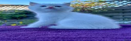British Shorthair cats for sale: Golden, Golden Colourpoint & Silver Tipped - Advert 9