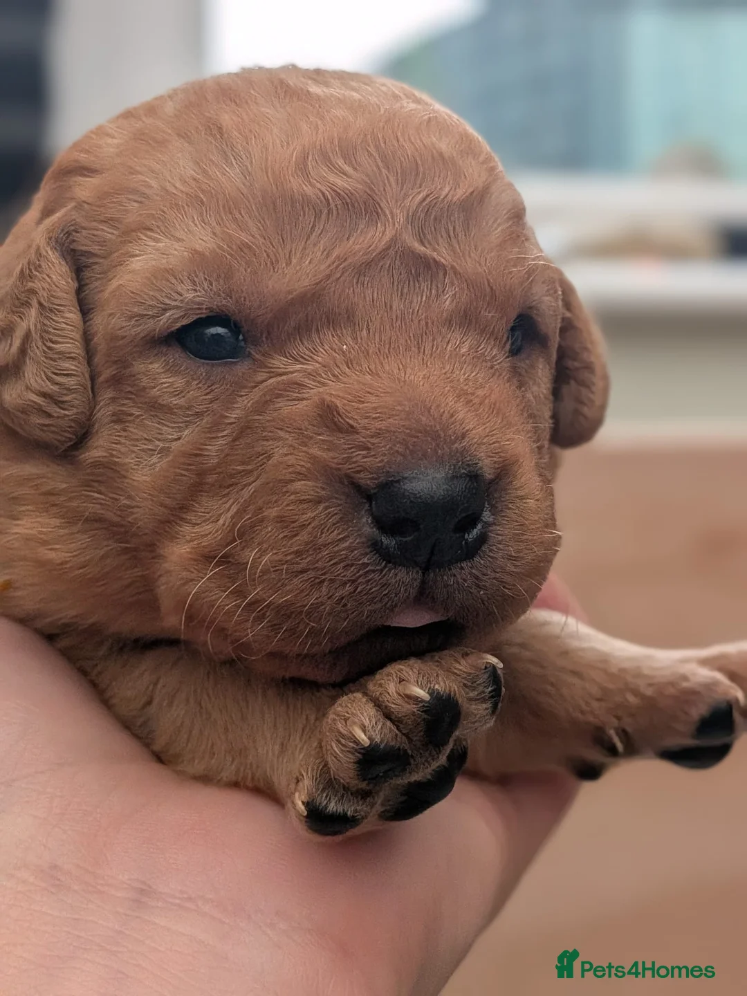 Labrador Retriever dogs for sale: Fox red Labrador puppies - Advert 10