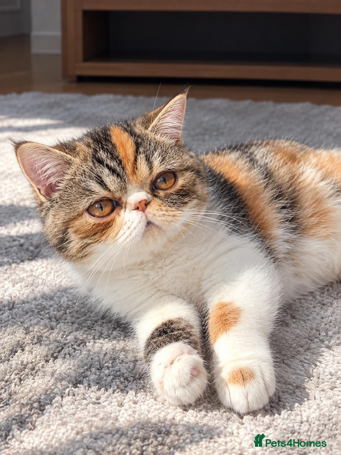 Exotic cats Beautiful Exotic Shorthair Female – Maple - Advert 13