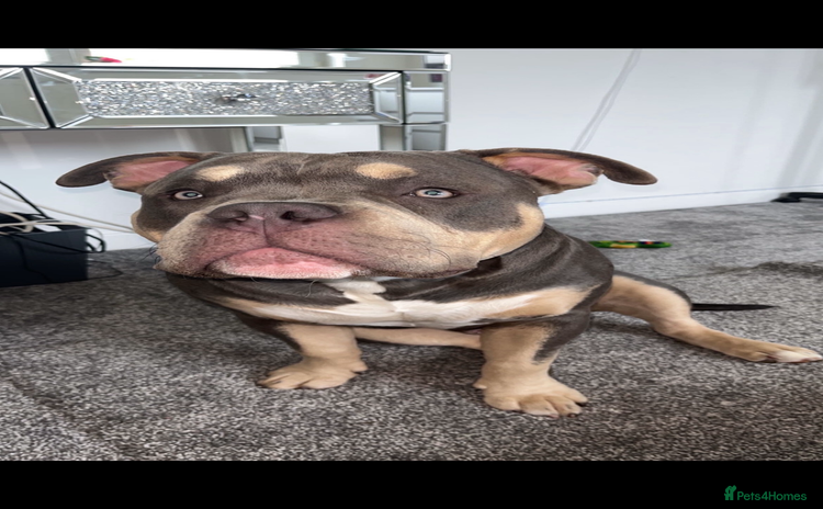 American Bully dogs - Advert 1