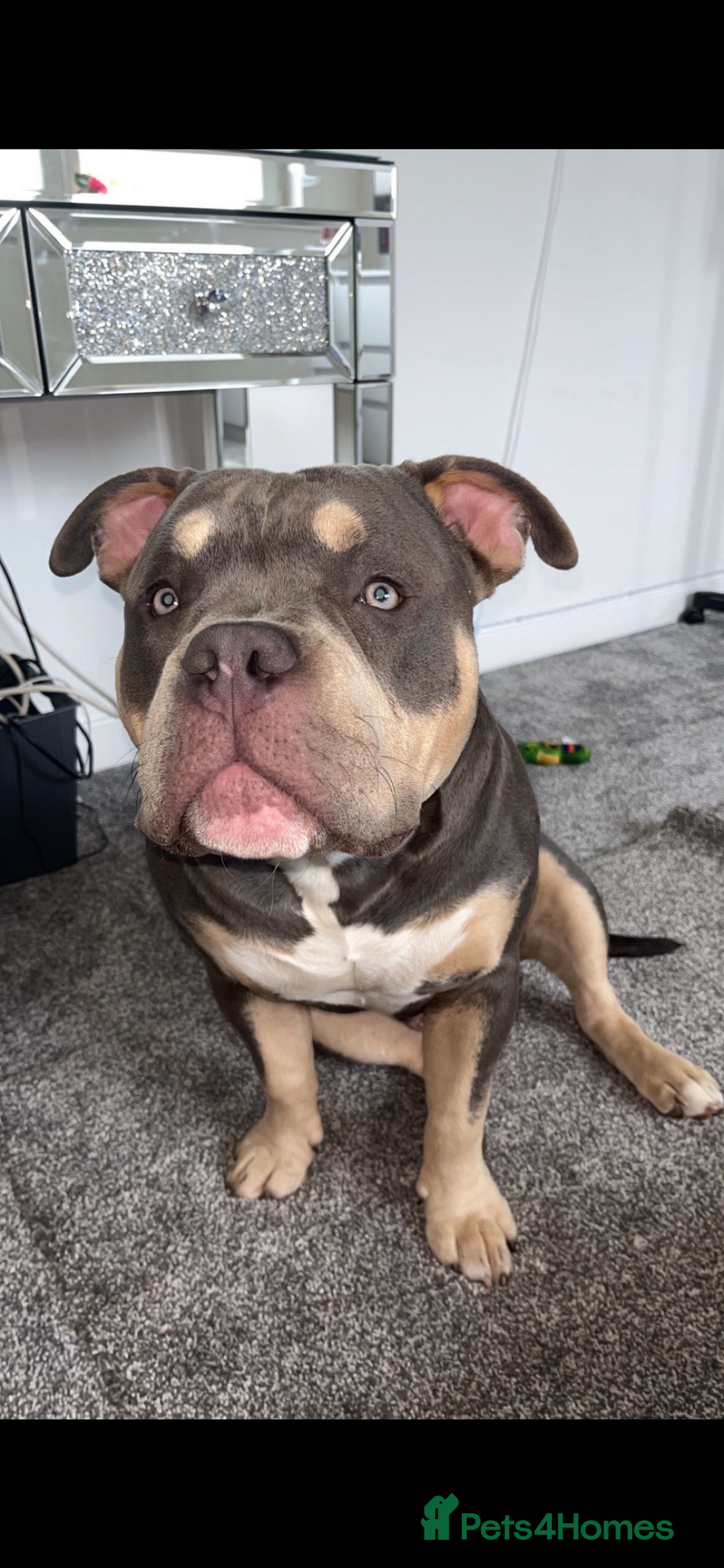 American Bully dogs for stud: ABKC registered blue tri for stud - Image 1